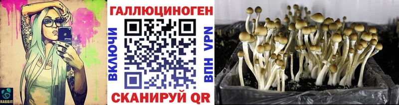 что такое   Мглин  Псилоцибиновые грибы мицелий 